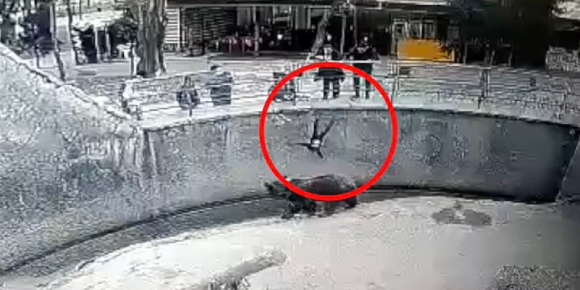 Πτήση παιδιού σε κλουβί Αρκούδας