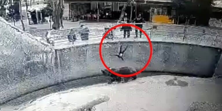 Ουζμπεκιστάν – Σοκ: Mητέρα πέταξε την 3χρονη κόρη της σε κλουβί αρκούδας (βίντεο)