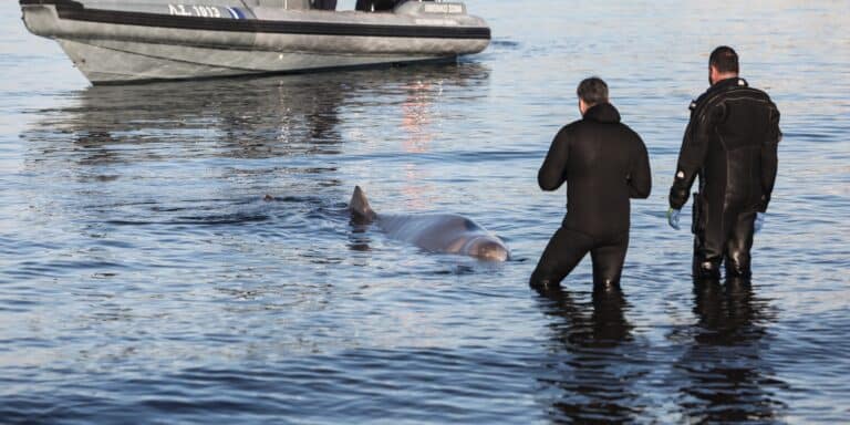 Βγήκε στα ρηχά μικρή φάλαινα στον Άλιμο – Είναι τραυματισμένη στο ρύγχος (βίντεο)