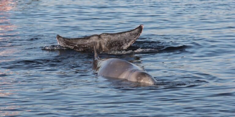 Φάλαινα στον Αλιμο: Bελτιώθηκε η κατάσταση του «Σωτήρη» – Κολυμπάει και πάλι στα ανοιχτά (βίντεο)