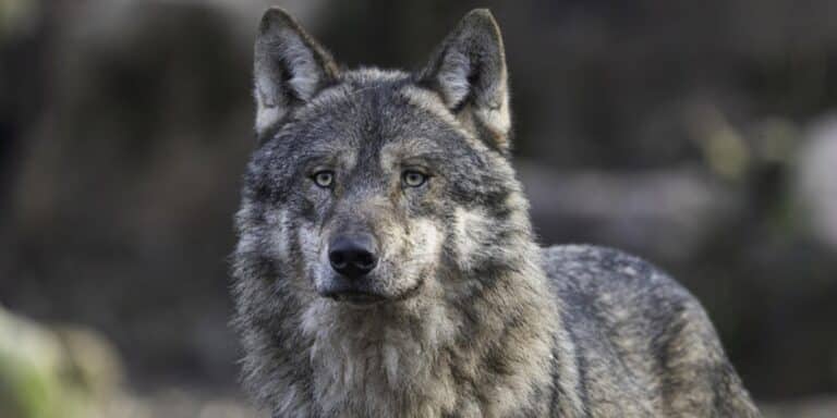 Λύκος στον Διόνυσο: Ξεκινάει επιχείρηση για τον εντοπισμό του – Ανησυχία στους κατοίκους (βίντεο)