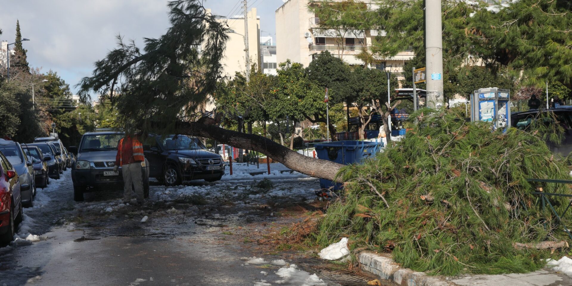 Πεσμένο δέντρο