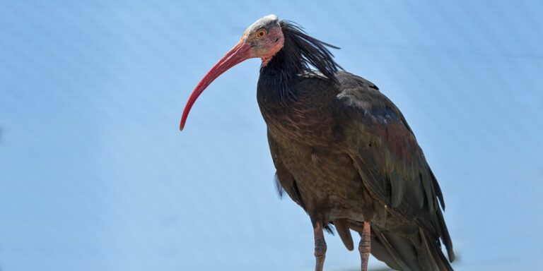 Κακοκαιρία «Ελπίς»: Καταστροφές και στο Αττικό Ζωολογικό Πάρκο – Δραπέτευσαν σπάνια πουλιά (εικόνες)