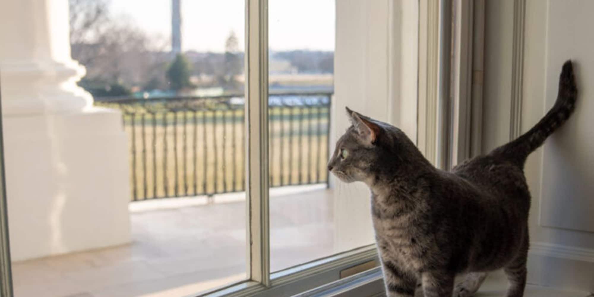 Το νέο μέλος στον Λευκό Οίκο, η γάτα Ουίλοου