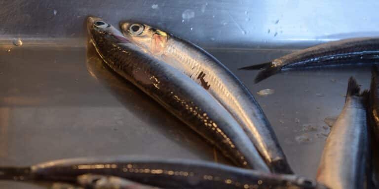 Τον γαύρο απειλεί η αύξηση της θερμοκρασίας των θαλασσών