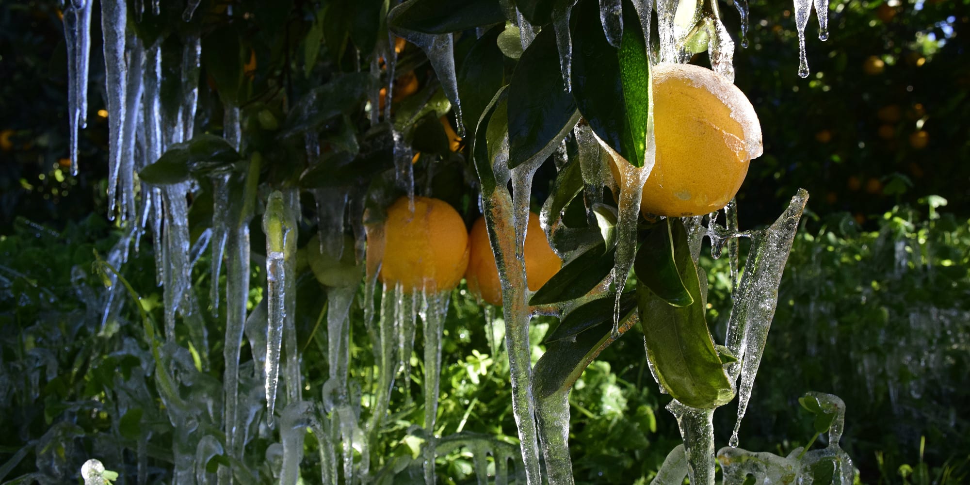 Ο χιονιάς καιρός άφησε παγετό στις πορτοκαλιές της Αργολίδας