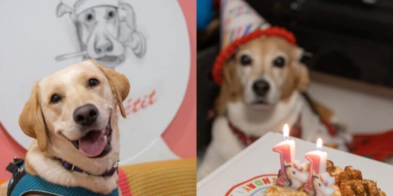 Pet Bakery Dog Appétit: Ένα ζαχαροπλαστείο στη Θεσσαλονίκη για τετράποδα με απαιτητικό ουρανίσκο (εικόνες)