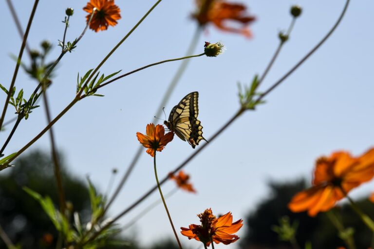 Αλκυονίδες ημέρες: Το «καλοκαίρι» του χειμώνα – Πότε εμφανίζονται και από πού πήραν το όνομά τους