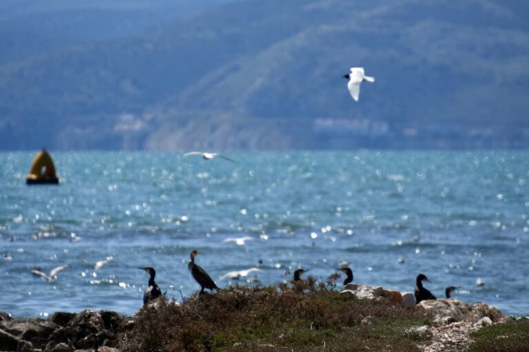 Καιρός: Ηλιοφάνεια σχεδόν σε όλη τη χώρα – Πού θα υπάρξουν τοπικές βροχές