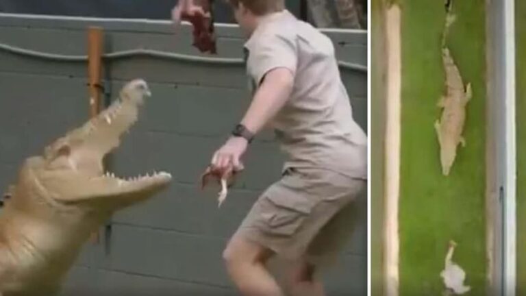 Κροκόδειλος κυνήγησε φύλακα που του έδινε φαγητό (βίντεο)