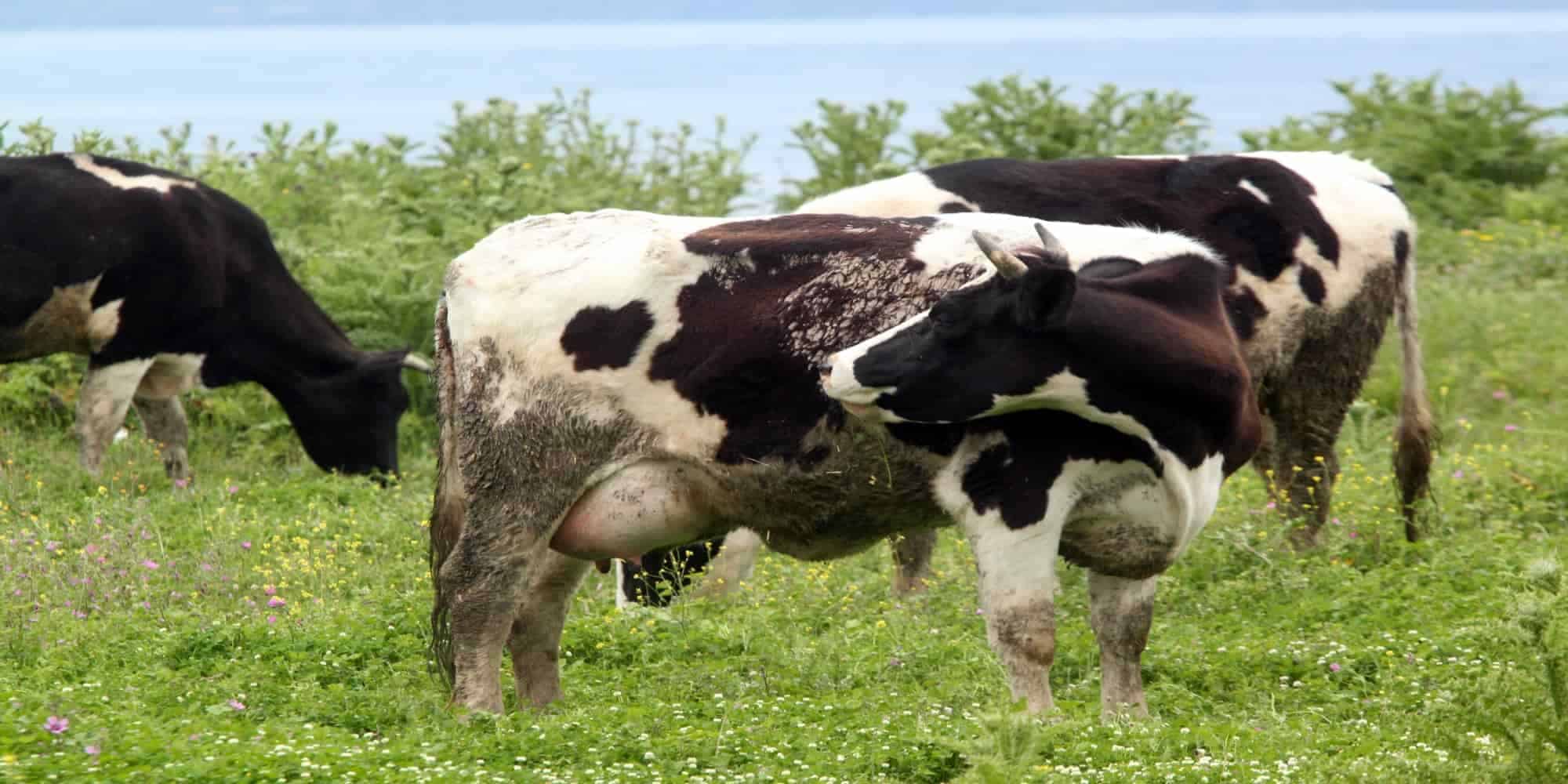 Αγελάδες βόσκουν σε λιβάδι