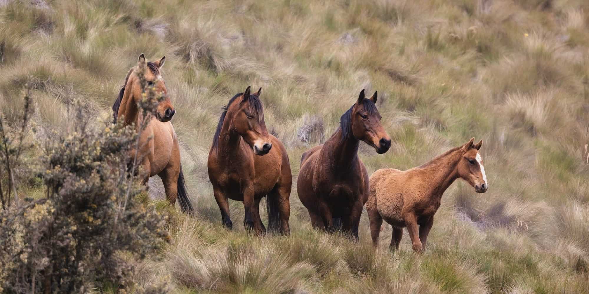 Άλογα στη φύση