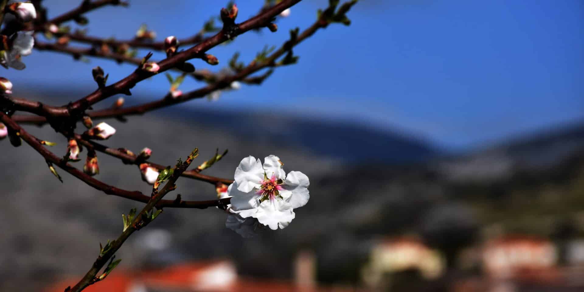 Ο χειμωνιάτικος καιρός με φόντο μια ανθισμένη αμυγδαλιά