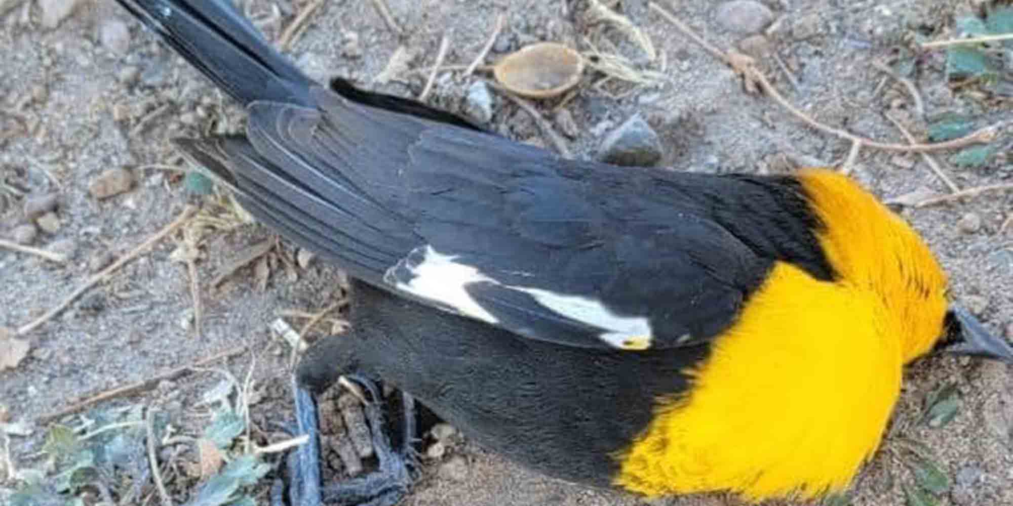 Νεκρό πουλί στο Μεξικό