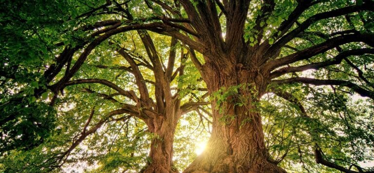 Ίδρυμα στην Κόστα Ρίκα θα φυτέψει έξι εκατομμύρια δέντρα στη μνήμη των νεκρών από κορονοϊό