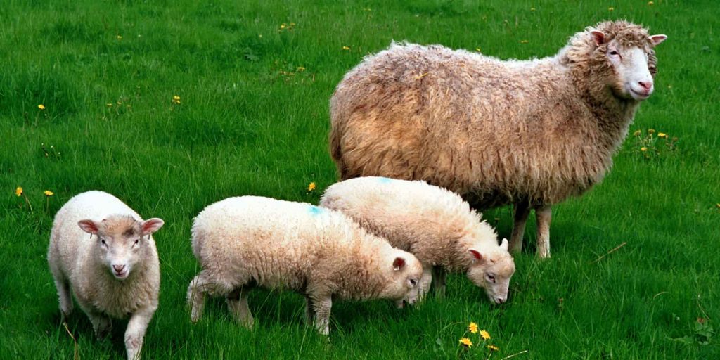 Η Ντόλι το πρόβατο με τα τρία της παιδιά