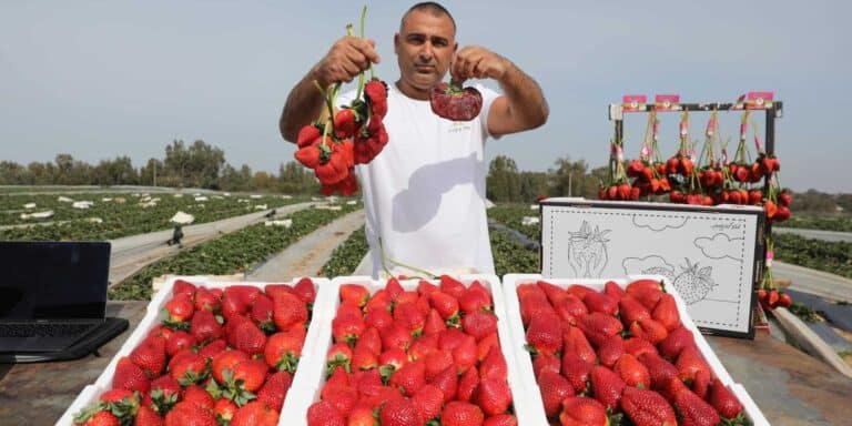 Φράουλα για «άρση βαρών» μπαίνει στο ρεκόρ Γκίνες – Ζυγίζει σχεδόν 300 γραμμάρια (εικόνα & βίντεο)