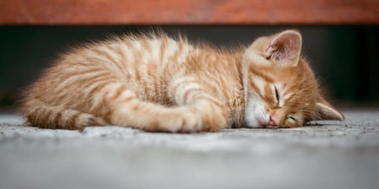 Έναρξη τριετούς προγράμματος περισυλλογής και διαχείρισης νεκρών ζώων στην Περιφέρεια Αττικής