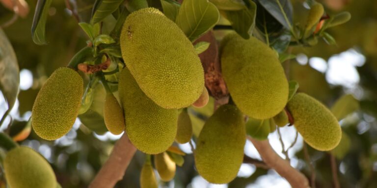Jackfruit: Το «φρούτο των φτωχών» κοστίζει στην Αγγλία 160 λίρες!