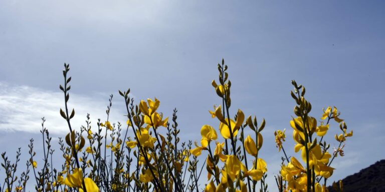 Καιρός: Θα μυρίσει άνοιξη την Πέμπτη σύμφωνα με το meteo