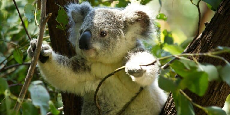 Αυστραλία: Είδος υπό εξαφάνιση χαρακτηρίστηκαν τα κοάλα