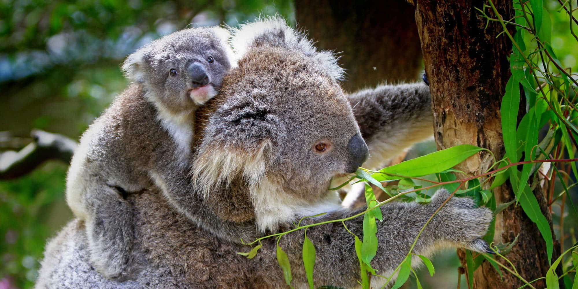 Κοάλα με το μικρό του στην Αυστραλία