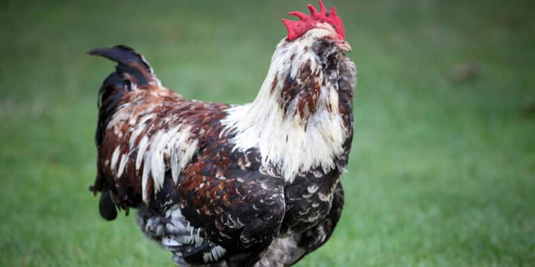 Κότα «κομάντο» επιχείρησε να μπει στο Πεντάγωνο και κατηγορήθηκε για κατασκοπεία!