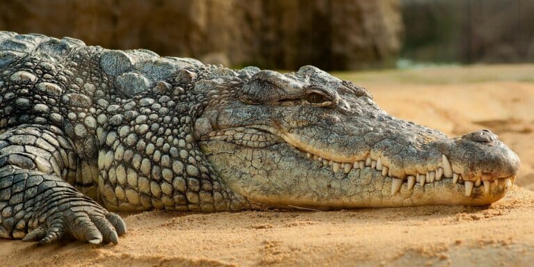 Ανακαλύφθηκε απολίθωμα τεράστιου κροκόδειλου με δεινόσαυρο στο στομάχι του