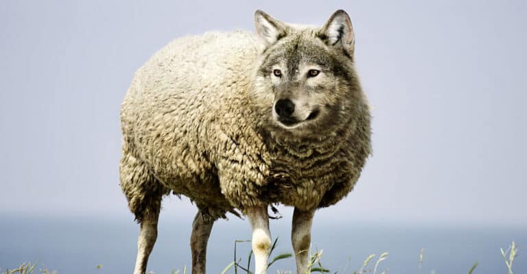 Λύκοι ντυθήκανε αρνιά