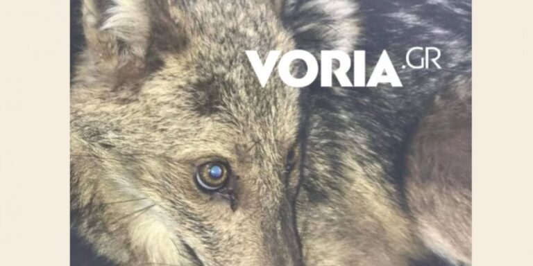 Τραυματισμένο λυκάκι βρήκε καταφύγιο σε βιβλιοπωλείο στη Θεσσαλονίκη (εικόνες)