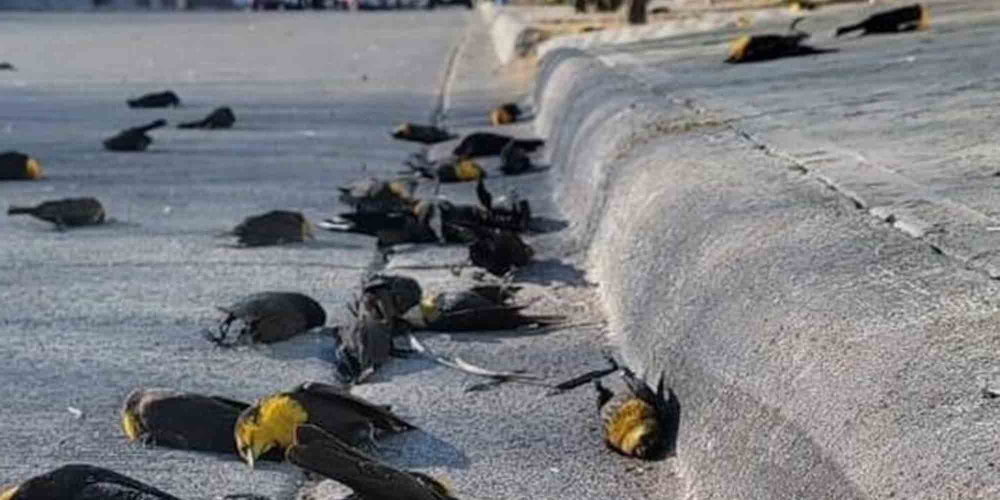 Νεκρά πουλιά στο Μεξικό