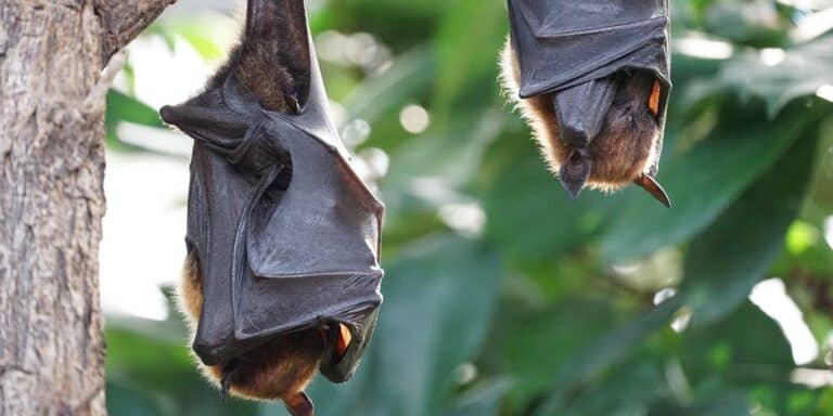 Νυχτερίδες με κορονοϊό που μολύνει ανθρώπους εντοπίστηκαν στο Λάος