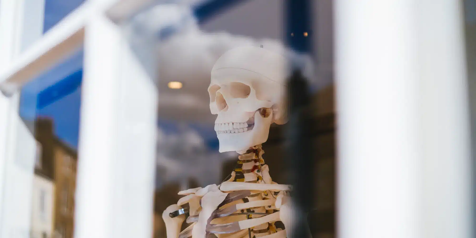 Ανθρώπινος σκελετός