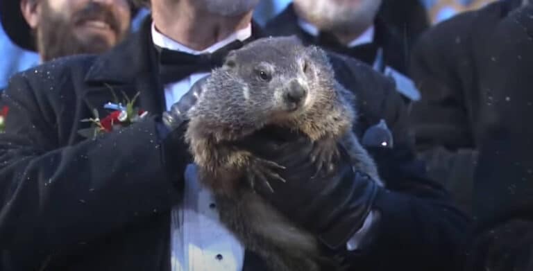 Ποια μερομήνια; Στις ΗΠΑ η μαρμότα Φιλ προβλέπει το τέλος του Χειμώνα