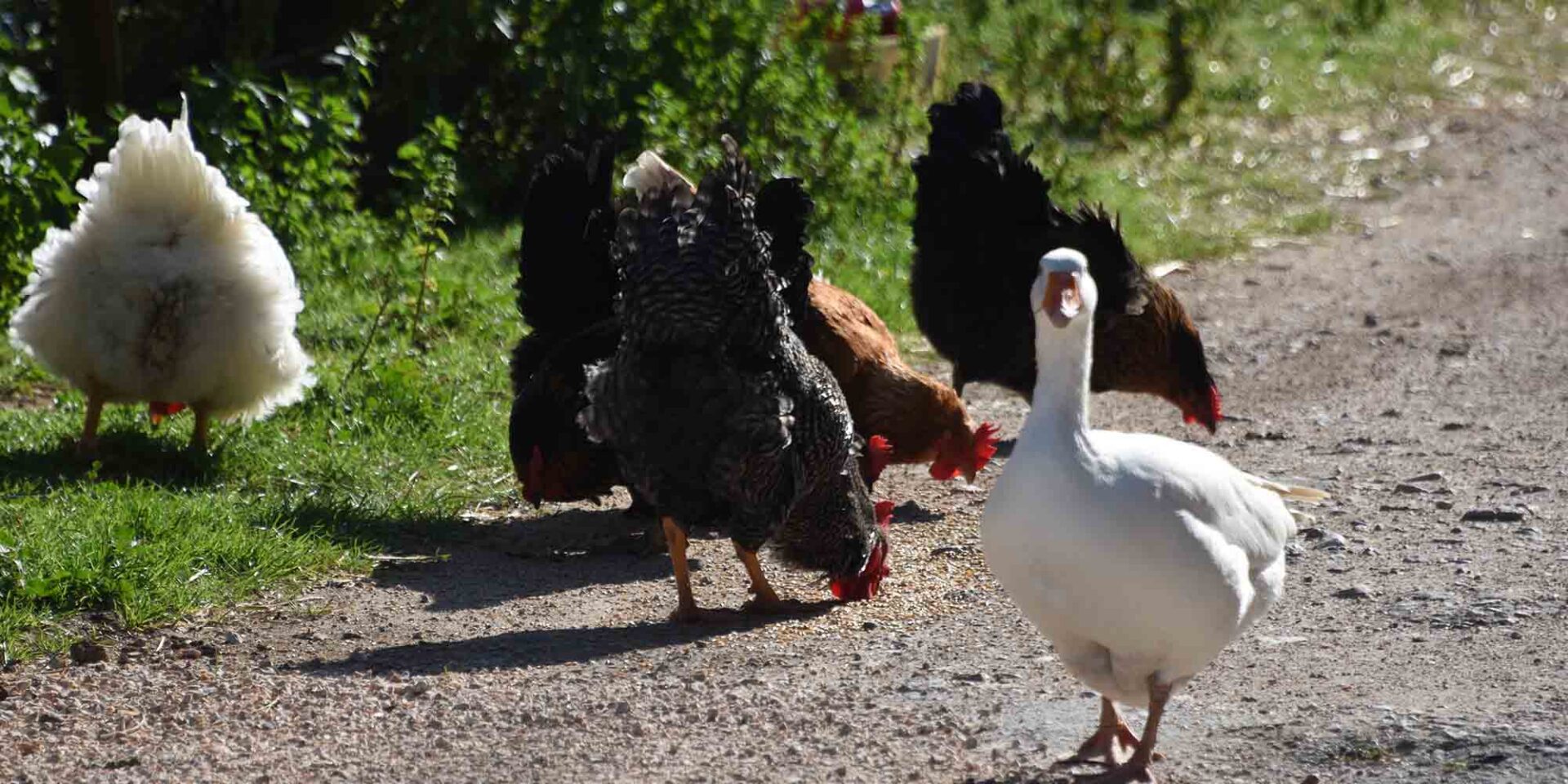Κότες στο δρόμο