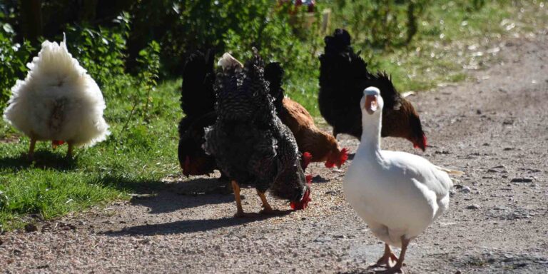 Έξαρση γρίπης των πουλερικών στην Ισπανία – Σφαγιάστηκαν 130.000 κότες