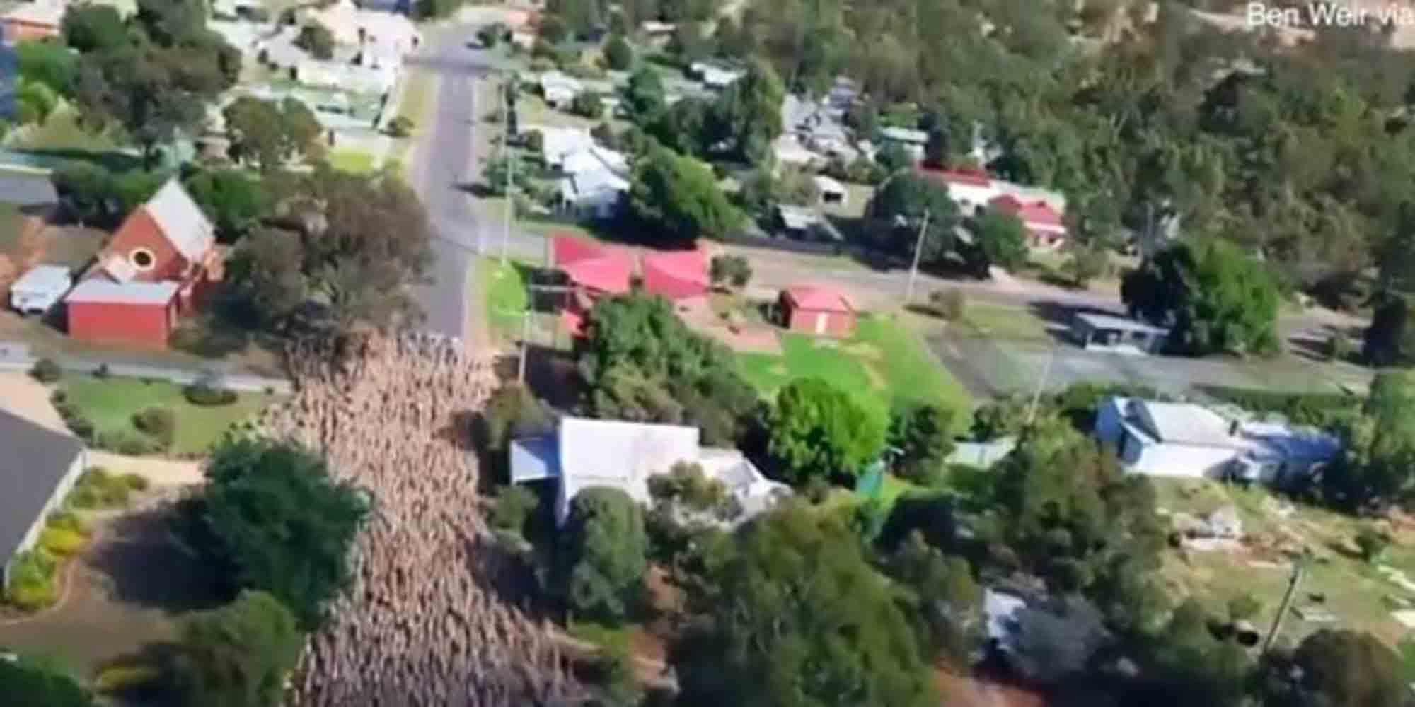 1.400 πρόβατα στους δρόμους πόλης της Αυστραλίας