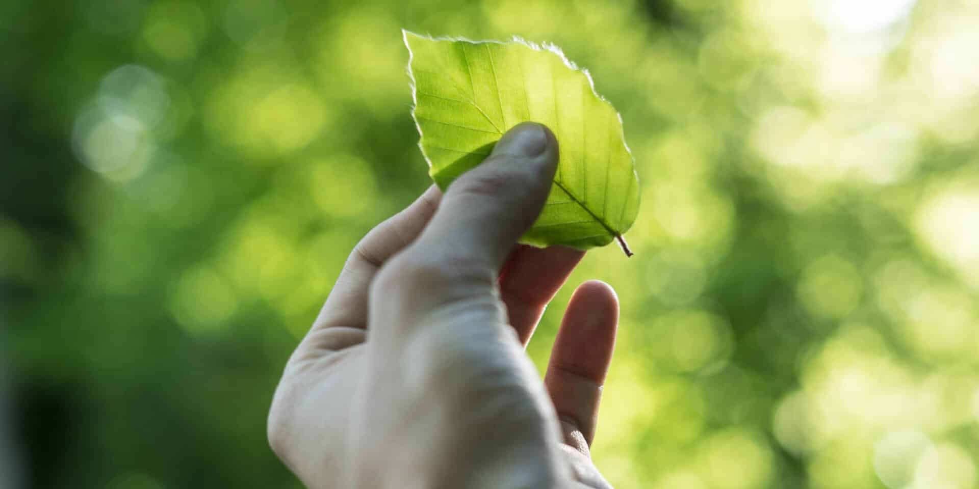 Χέρι κρατά ένα πράσινο φύλλο