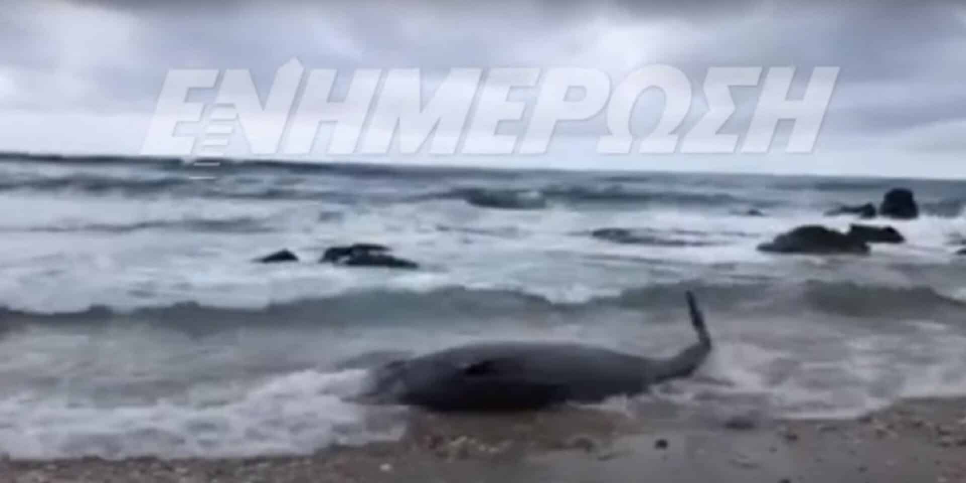 Οι φάλαινες ζιφιοί στην Κέρκυρα