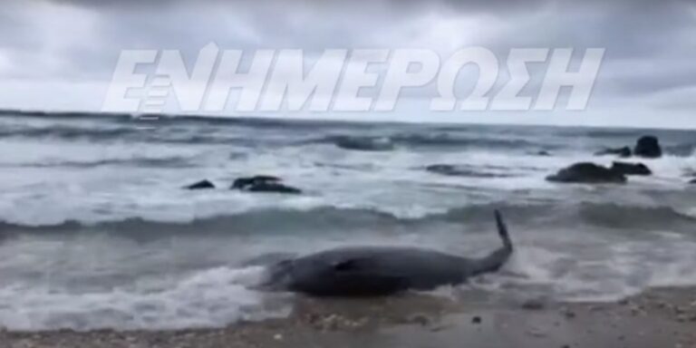 Κέρκυρα: Δύο ζιφιοί εκβράστηκαν στην ακτή – Πώς διασώθηκαν (βίντεο)