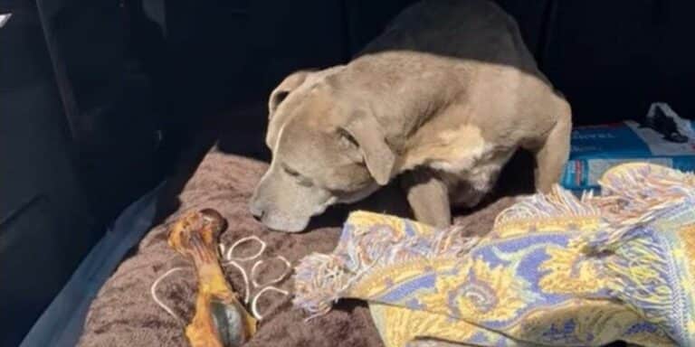 Καλιφόρνια: Σκυλίτσα επανενώθηκε με τους ιδιοκτήτες της μετά από 12 χρόνια