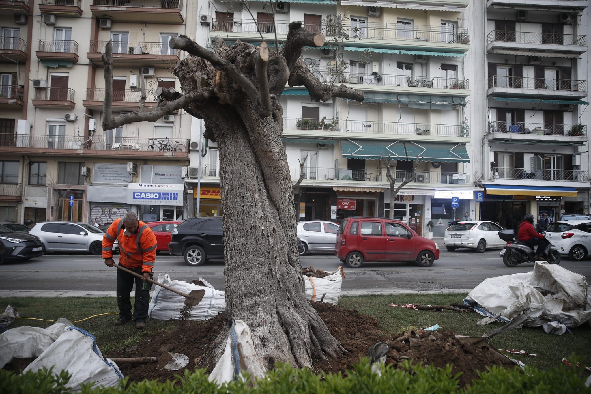 Ένα από τα ελαιόδεντρα που φυτεύτηκαν σήμερα / Φωτογραφία: ΑΠΕ-ΜΠΕ