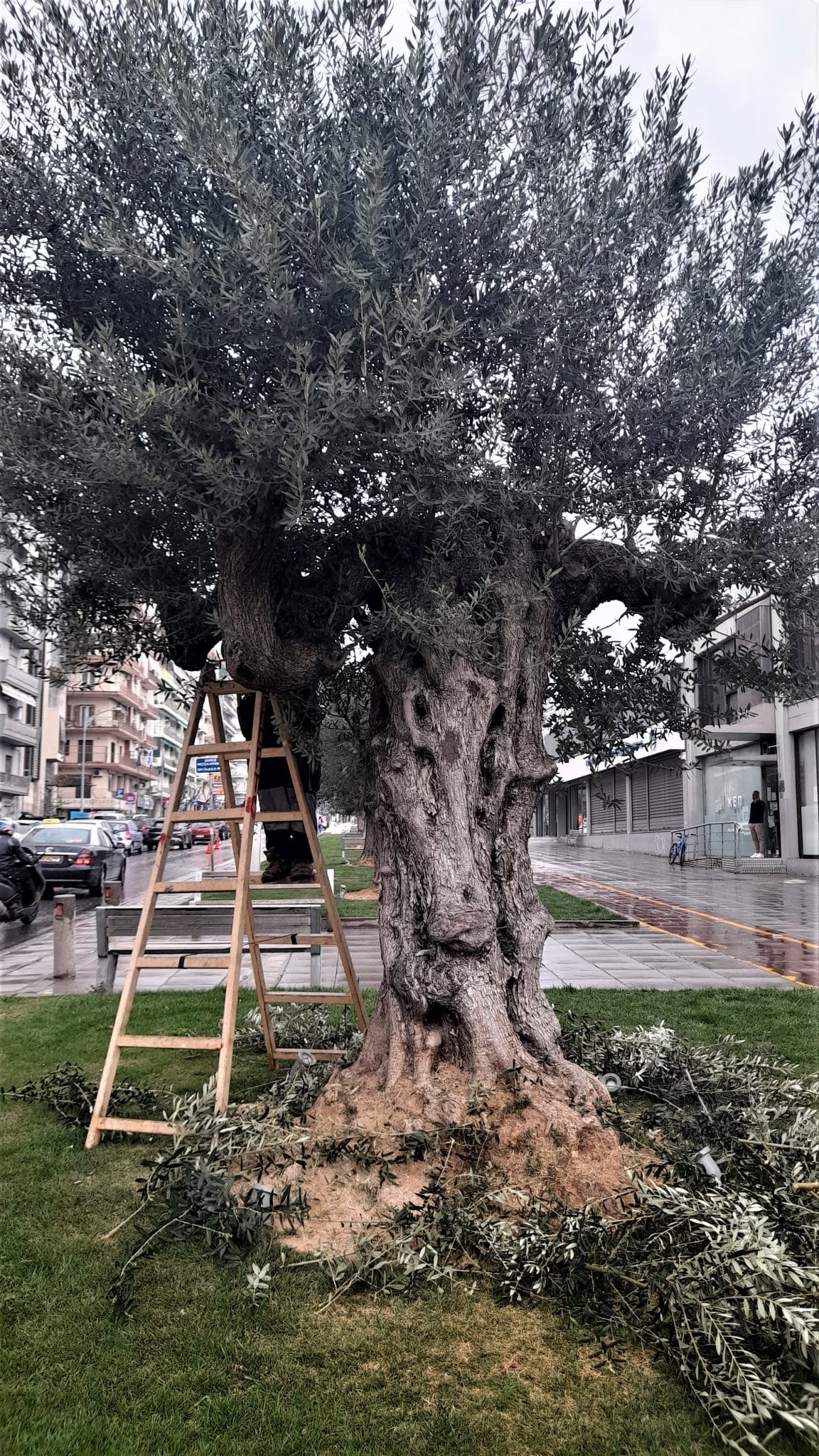 «Όαση τέχνης» αποτελεί η δεντροστοιχία από ελιές στην Θεσσαλονίκη - Σήμερα αντικαταστάθηκαν δύο (εικόνες)