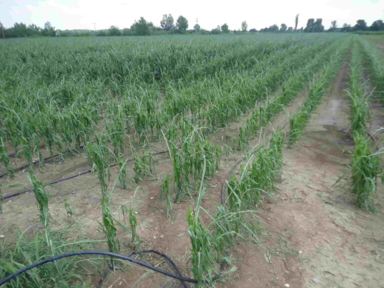 ΕΛΓΑ: Άνοιξαν οι αιτήσεις για αποζημιώσεις από καιρικά φαινόμενα