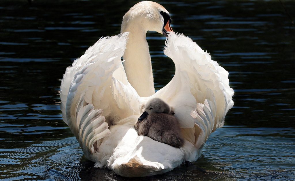 Κύκνος με το μωρό του σε λίμνη