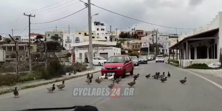 Πάπιες στη Σύρο βγήκαν στον δρόμο και έκοψαν την κυκλοφορία! (βίντεο)