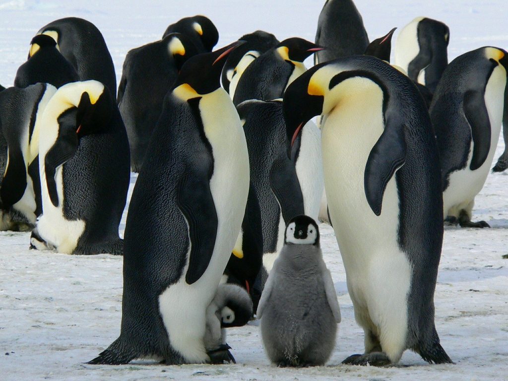 Οικογένεια πιγκουίνων