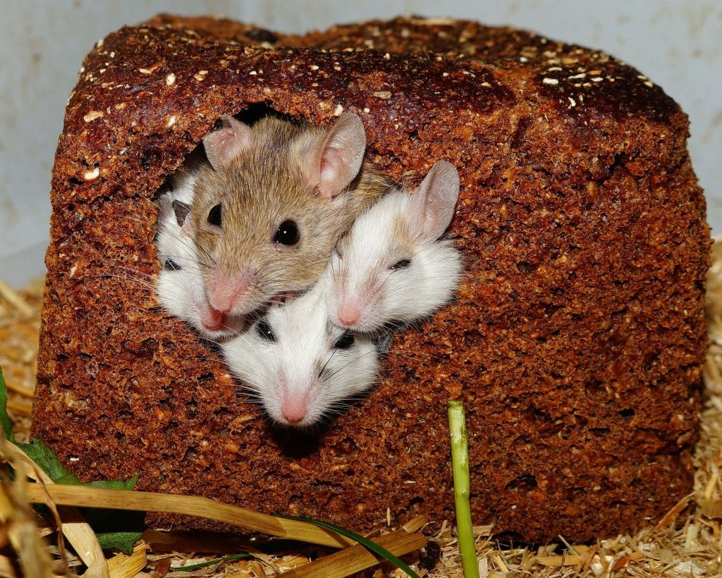 Οικογένεια από ποντίκια
