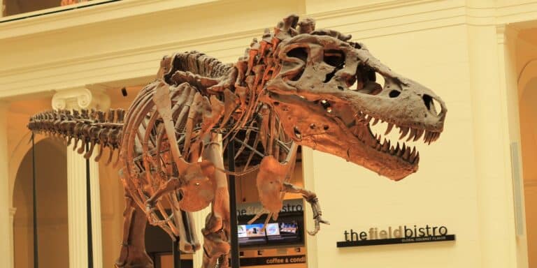 Ο Τyrannosaurus Rex φαίνεται να μην είναι ο μοναδικός – Αναγνωρίστηκαν ακόμη δύο είδη