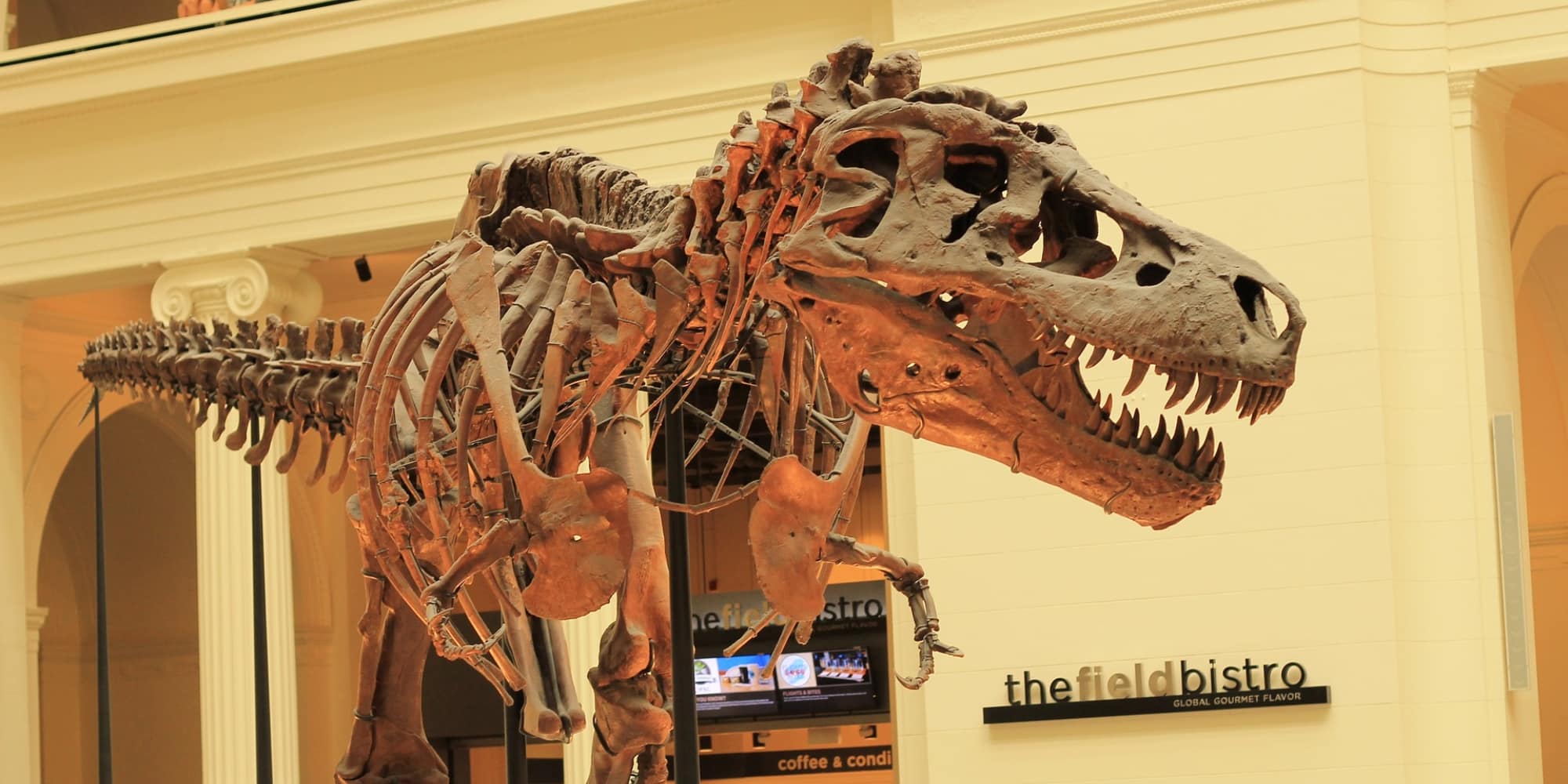Σκελετός Τυραννόσαυρου σε μουσείο